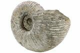 Bumpy Ammonite (Douvilleiceras) Fossil - Giant Specimen! #232621-3